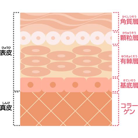 健康的皮膚|健康な肌とは 症状別対策BOOK 